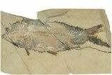 Bargain, Cretaceous Fossil Fish (Nematonotus?) - Lebanon #250184-1